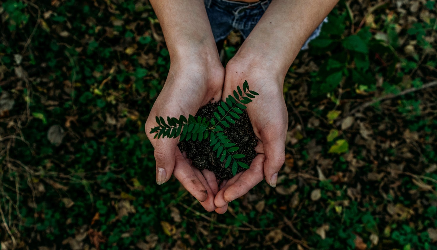 planting tree